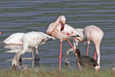 Lesser Flamingos and Red-knobbed Coot