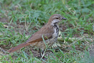 Spotted Morning Thrush