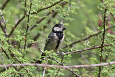 Somali Tit