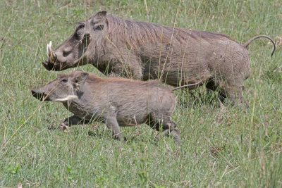 Warthog