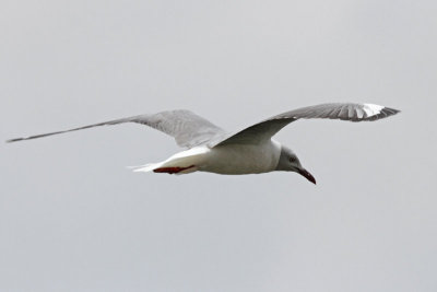 Gulls, Terns, and Skimmers