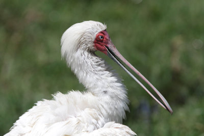 African Spoonbill