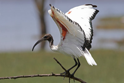 Sacred Ibis