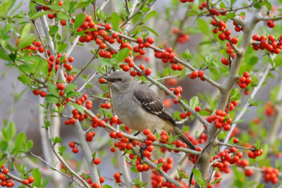 Northern Mockingbird