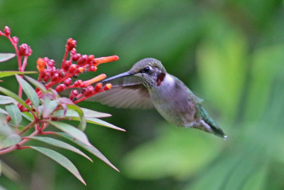 Ruby-throated Hummingbird