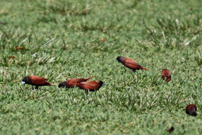 Chestnut Munia