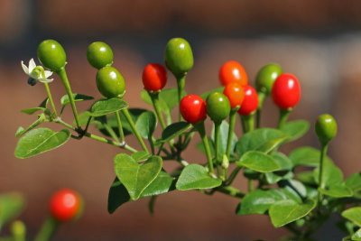 Fruit