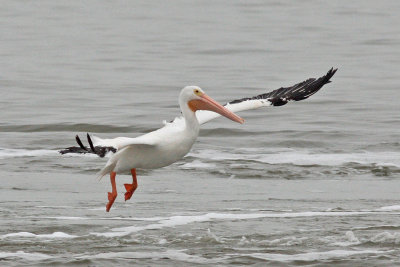 American White Pelican