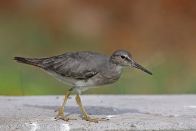 `Ulili (Wandering Tattler)