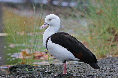 Radjah Shelduck