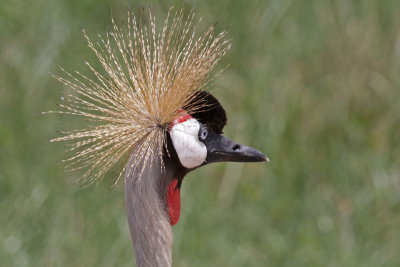 Grey Crowned Crane