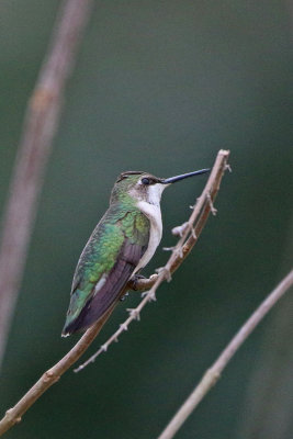 Ruby-throated Hummingbird