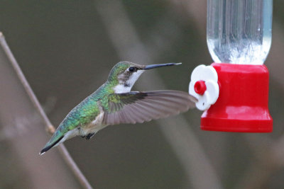 Ruby-throated Hummingbird