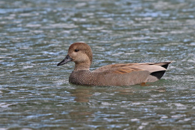 Gadwall