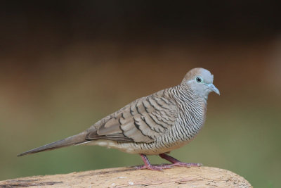 Zebra Dove