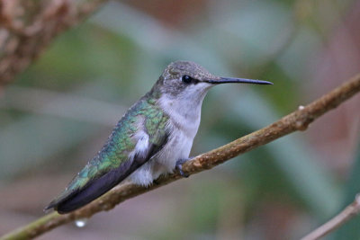 Ruby-throated Hummingbird