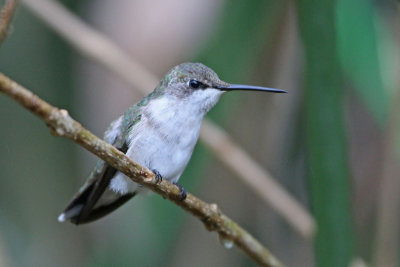 Ruby-throated Hummingbird