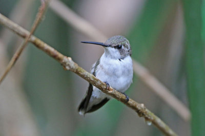 Ruby-throated Hummingbird (female)