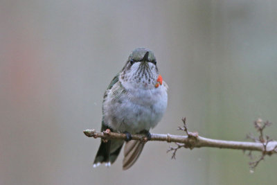 Ruby-throated Hummingbird