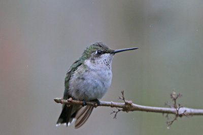 Ruby-throated Hummingbird