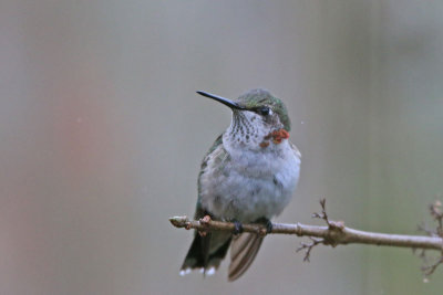 Ruby-throated Hummingbird (Juv. male)