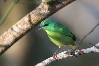 Green Shrike-Vireo