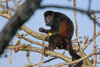 Mantled Howler