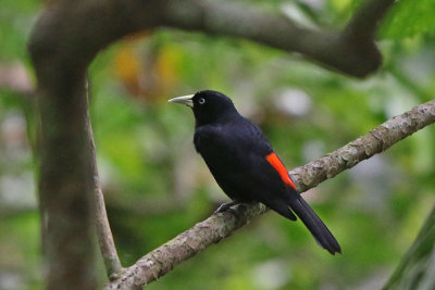 Blackbirds, Orioles, and Oropendolas