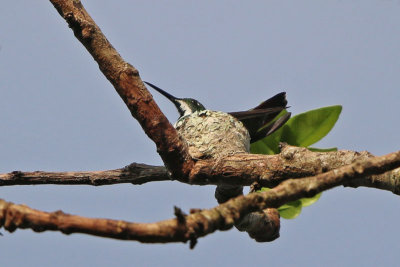 Black-throated Mango on nest
