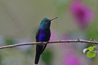 Violet-bellied Hummingbird