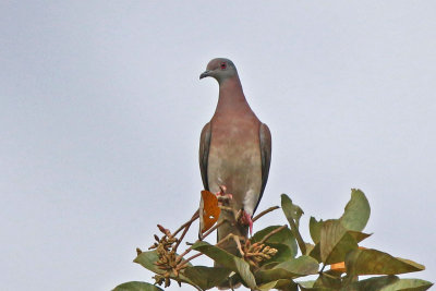 Pale-vented Pigeon