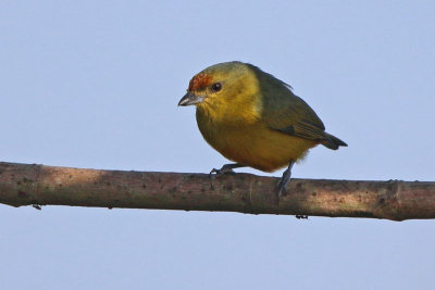 Fulvous-vented Euphonia