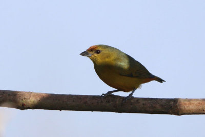 Fulvous-vented Euphonia