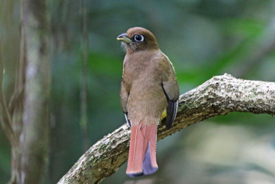 Black-throated Trogon