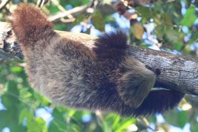 Hoffmann's Two-toed Sloth