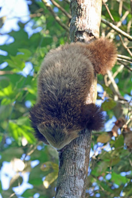 Hoffmann's Two-toed Sloth