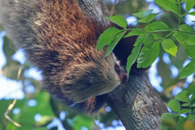 Hoffmann's Two-toed Sloth