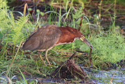 Rufescent Tiger-Heron