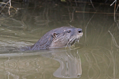 North American River Otter