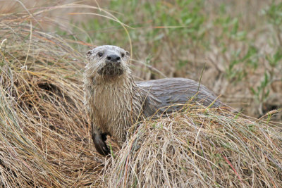 Musteloidea: Otters, weasels, etc.