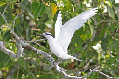 Black-naped Tern