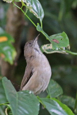 Dusky White-eye (Chetitalial)