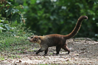 White-nosed Coati