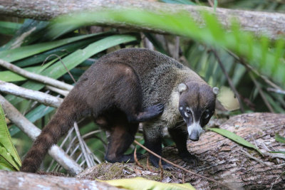 White-nosed Coati