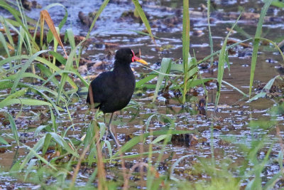 Wattled Jacana