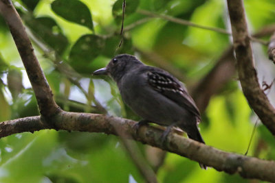 Western Slaty-Antshrike