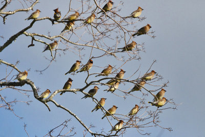 Cedar Waxwings