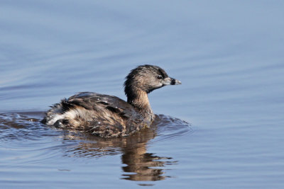 Pied-billed Grebe