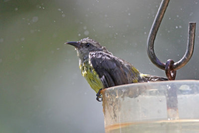 Bananaquit Bathing