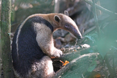 Northern Tamandua